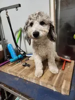 Rory, a female Cockapoo and Poodle - Miniature  for sale in Chewelah, WA – Photo 2 of 3