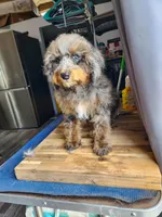 Dexter, a male Cockapoo and Poodle - Miniature  for sale in Chewelah, WA – Photo 1 of 4