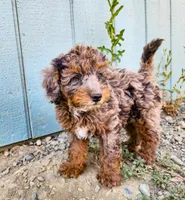 Dexter, a male Cockapoo and Poodle - Miniature  for sale in Chewelah, WA – Photo 2 of 4