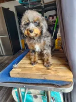 Dexter, a male Cockapoo and Poodle - Miniature  for sale in Chewelah, WA – Photo 3 of 4
