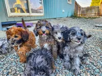 Dexter, a male Cockapoo and Poodle - Miniature  for sale in Chewelah, WA – Photo 4 of 4
