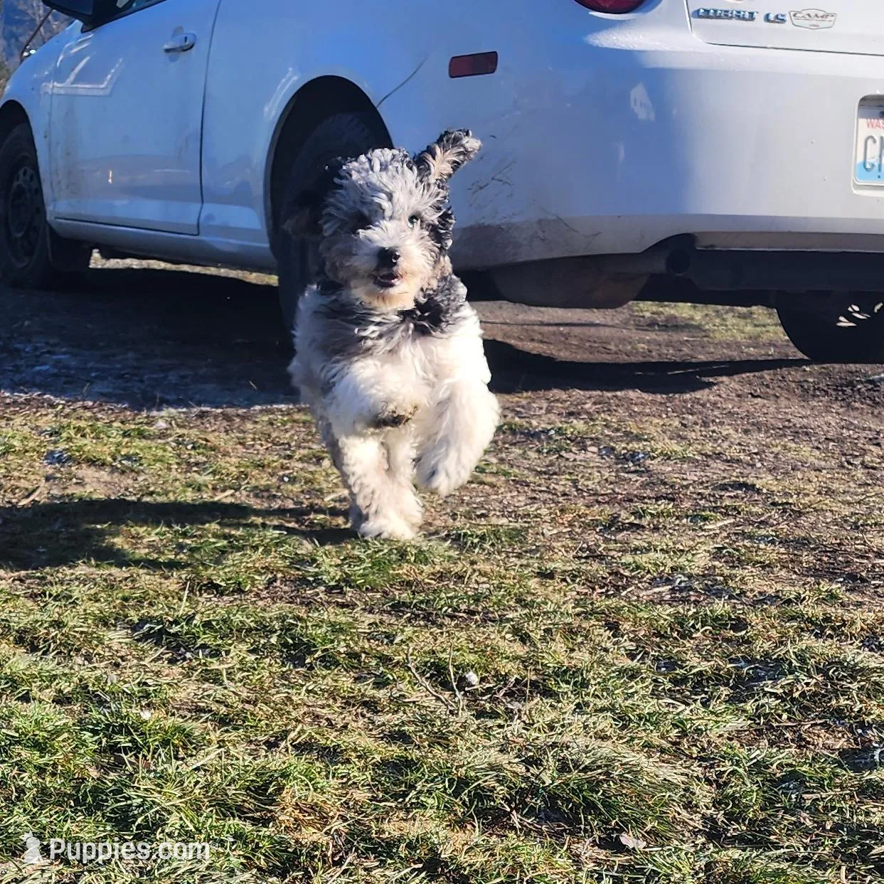 Aries, a male Cockapoo for sale in Chewelah, WA – Photo 3 of 3