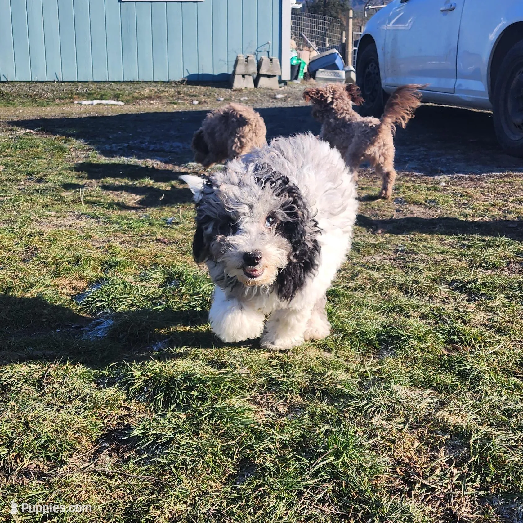 Aries, a male Cockapoo for sale in Chewelah, WA – Photo 2 of 3