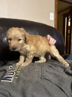 Chandler, a female Poodle - Standard  for sale in Redkey, IN – Photo 2 of 5