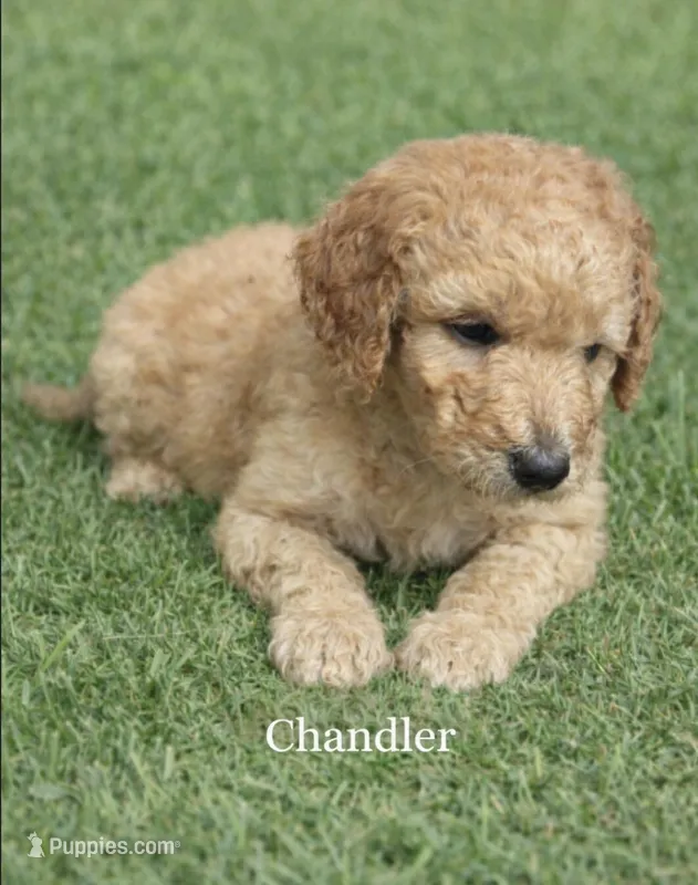 Chandler. Price reduced! – Poodle - Standard  puppy for sale in Redkey, IN