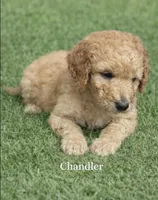 Chandler. Price reduced!, a female Poodle - Standard  for sale in Redkey, IN – Photo 1 of 5