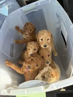 Chandler, a female Poodle - Standard  for sale in Redkey, IN – Photo 4 of 5