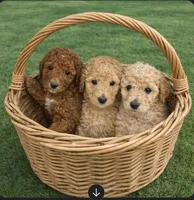 Monica. Price reduced!, a female Poodle - Standard  for sale in Redkey, IN – Photo 2 of 5