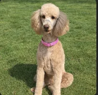 Monica. Price reduced!, a female Poodle - Standard  for sale in Redkey, IN – Photo 5 of 5