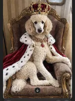 Monica, a female Poodle - Standard  for sale in Redkey, IN – Photo 5 of 5