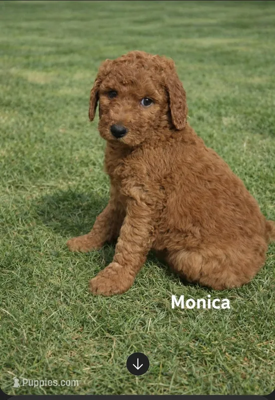 Monica. Price reduced! – Poodle - Standard  puppy for sale in Redkey, IN