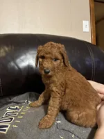 Monica, a female Poodle - Standard  for sale in Redkey, IN – Photo 3 of 5