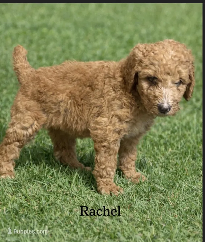 Rachel. Price reduced! – Poodle - Standard  puppy for sale in Redkey, IN