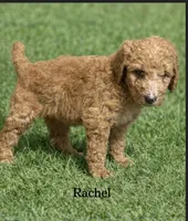 Rachel. Price reduced!, a female Poodle - Standard  for sale in Redkey, IN – Photo 1 of 4