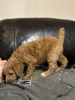 Rachel, a female Poodle - Standard  for sale in Redkey, IN – Photo 2 of 5