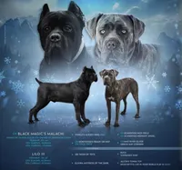 Blade, a male Cane Corso for sale in Thomasville, NC – Photo 5 of 5