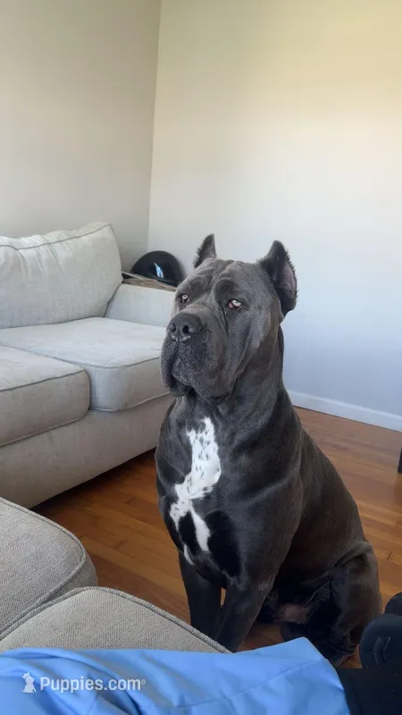 Blade – Cane Corso puppy for sale in Thomasville, NC