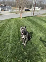 Blade, a male Cane Corso for sale in Thomasville, NC – Photo 2 of 5