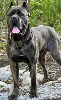 Blade, a male Cane Corso for sale in Thomasville, NC – Photo 4 of 5