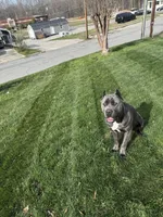 Blade, a male Cane Corso for sale in Thomasville, NC – Photo 3 of 5