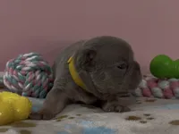 Elena, a female French Bulldog for sale in Spokane, WA – 9 of 10