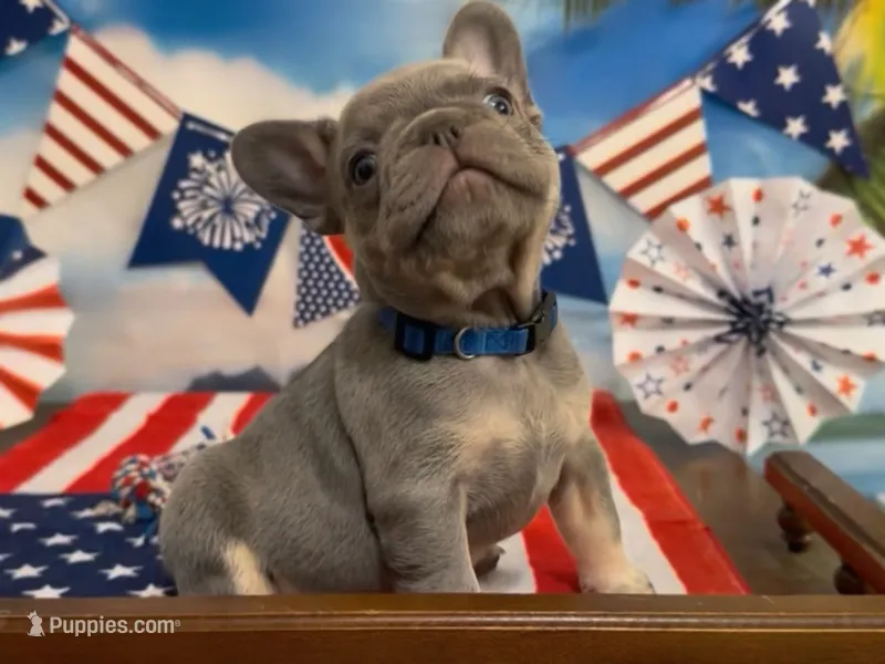 Ethan – French Bulldog puppy on hold in Spokane, WA