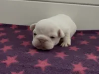 Emmy, a female French Bulldog for sale in Spokane, WA – 7 of 10