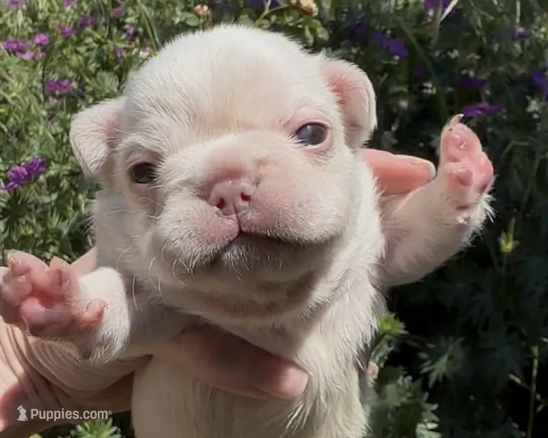Everest - Platinum  – French Bulldog puppy for sale in Spokane, WA