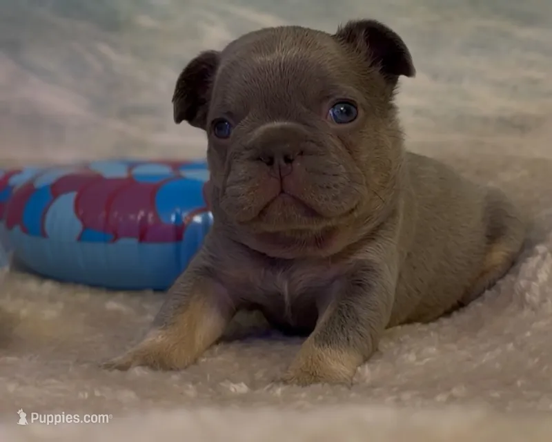 Ethan – French Bulldog puppy for sale in Spokane, WA