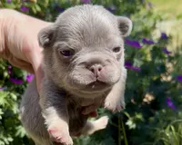 Eddie, a male French Bulldog for sale in Spokane, WA – 9 of 10