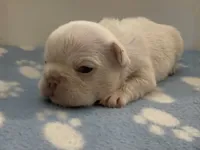 Everest - Platinum , a male French Bulldog for sale in Spokane, WA – 3 of 10