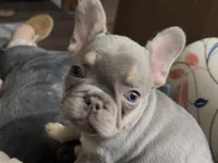 Eddie, a male French Bulldog for sale in Spokane, WA – 3 of 10