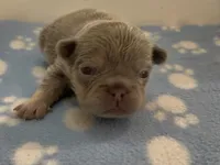 Eddie, a male French Bulldog for sale in Spokane, WA – 4 of 10