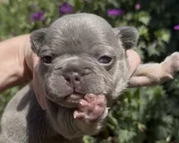Elena, a female French Bulldog for sale in Spokane, WA – 6 of 10