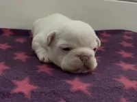 Emmy, a female French Bulldog for sale in Spokane, WA – 5 of 10
