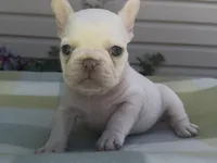 Emmy, a female French Bulldog for sale in Spokane, WA – 6 of 10