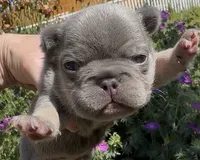 Ezra, a male French Bulldog for sale in Spokane, WA – 5 of 10