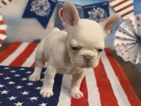 Emmy, a female French Bulldog for sale in Spokane, WA – 5 of 10