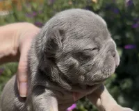 Elena, a female French Bulldog for sale in Spokane, WA – 3 of 10