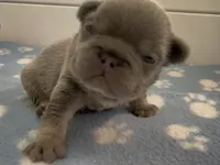 Ezra, a male French Bulldog for sale in Spokane, WA – 3 of 10