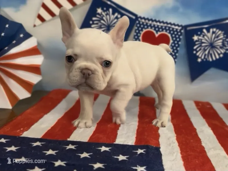 Emmy – French Bulldog puppy for sale in Spokane, WA