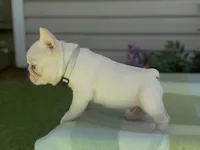 Everest - Platinum , a male French Bulldog for sale in Spokane, WA – 5 of 9