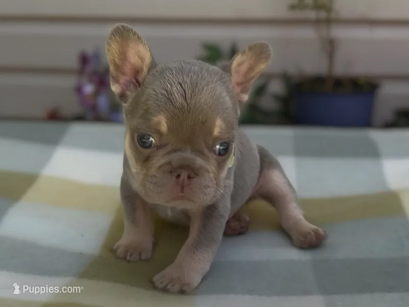 Eddie – French Bulldog puppy for sale in Spokane, WA