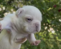 Everest - Platinum , a male French Bulldog for sale in Spokane, WA – 7 of 10