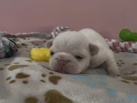 Emmy, a female French Bulldog for sale in Spokane, WA – 9 of 10