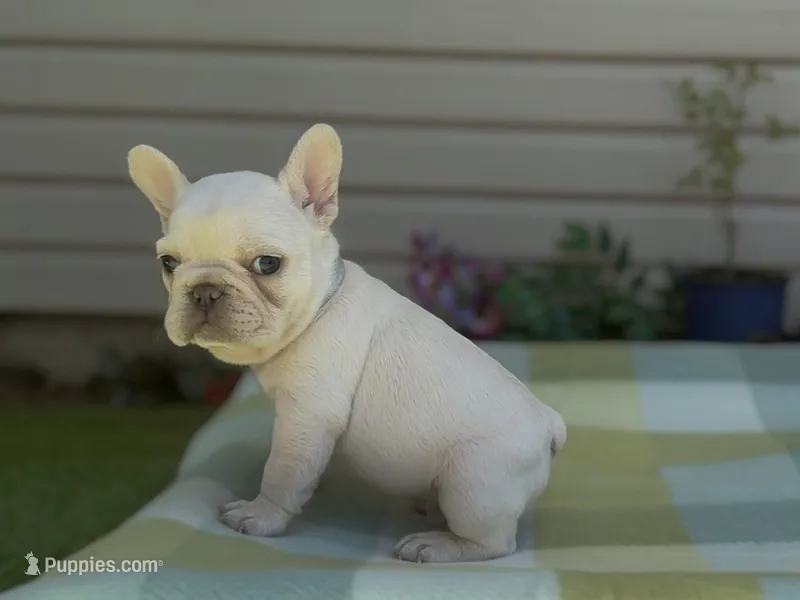 Everest - Platinum  – French Bulldog puppy for sale in Spokane, WA
