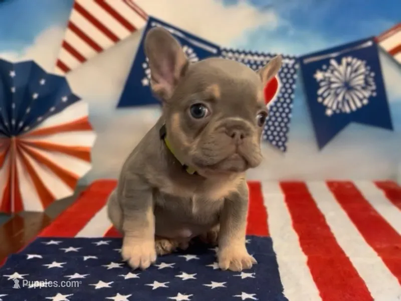 Eddie – French Bulldog puppy for sale in Spokane, WA