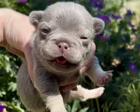 Eddie, a male French Bulldog for sale in Spokane, WA – 1 of 10