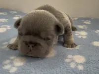 Ezra, a male French Bulldog for sale in Spokane, WA – 2 of 10