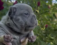 Elena, a female French Bulldog for sale in Spokane, WA – 7 of 10